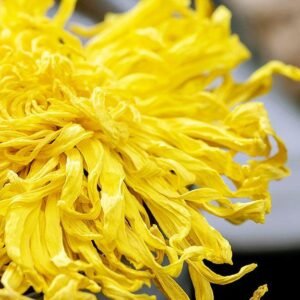 Golden Emperor Chrysanthemum Tea